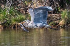 GBHCatfish-631.jpg