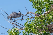 GBHCatfish-632.jpg