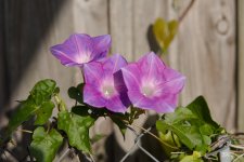 D81_5865_Flower.jpg
