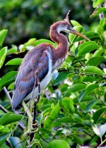 DSC_5336_001.JPG