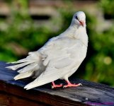 DSC_5353_001.JPG