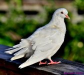 DSC_5355_001.JPG