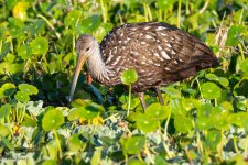 Limpkin-632.jpg