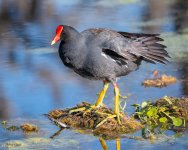CommonGallinule-595.jpg