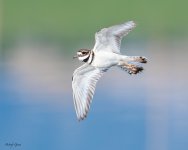 KilldeerFlight-631.jpg