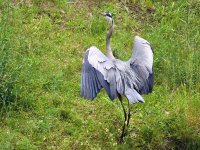 560_0317R_LShNCo_cr_sm.jpg