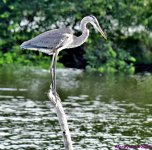 DSC_5415_001.JPG