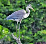 DSC_5420_001.JPG
