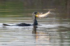 CormorantFish-631.jpg