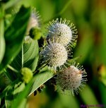 DSC_5442_001.JPG