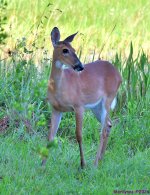 DSC_5451_001.JPG