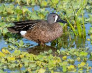 TealwingedDuck-632.jpg