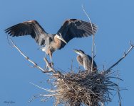 GBHNest-673.jpg