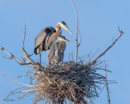 GBHNest-674.jpg