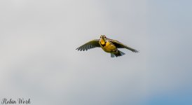 D50_4341-Edit.jpg