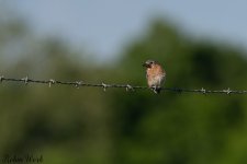 D50_4359.jpg