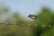 D50_4362.jpg