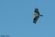 D50_4375.jpg
