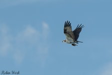 D50_4381.jpg
