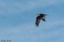 D50_4382.jpg
