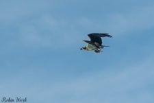 D50_4383.jpg
