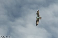 D50_4384.jpg