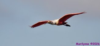 DSC_5491_001.JPG