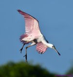 DSC_5534_001.JPG