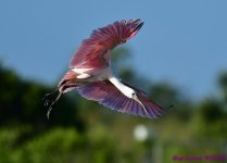 DSC_5535_001.JPG
