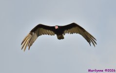 DSC_5595_001.JPG