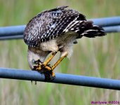 DSC_5615_001.JPG