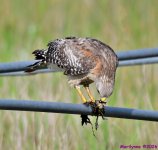 DSC_5628_001.JPG