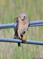DSC_5669_001.JPG