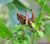 DSC_5674_001.JPG
