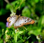 DSC_5682_001.JPG