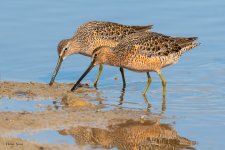 Dowitcher-676.jpg