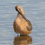 Dowitcher-677.jpg