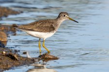 GreaterYellowlegs-675.jpg