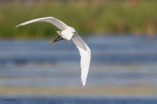 SnowyFlight-675.jpg