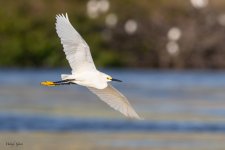 SnowyFlight-676.jpg