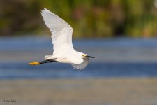 SnowyFlight-678.jpg