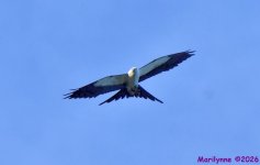DSC_5750_001.JPG