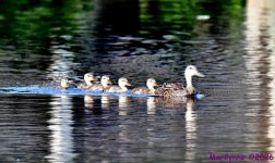 DSC_5770_001.JPG