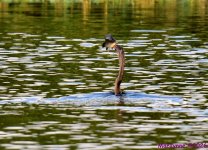 DSC_5797_001.JPG