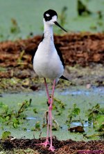 DSC_5841_001.JPG