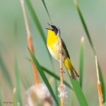 CommonYellowthroat-675.jpg