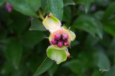 PeonyStart0690 sm.jpg
