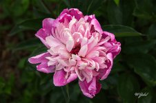 Peony0688 sm.jpg