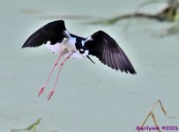 DSC_6039_001.JPG