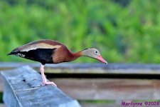 DSC_6101_001.JPG